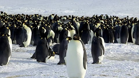 penguins