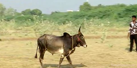 மதுரையில் தடையை மீறி ஜல்லிக்கட்டு