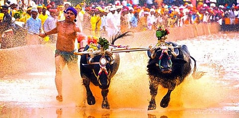 ஜல்லிக்கட்டுக் காளைகளைத் தொடரும் கர்நாடக எருதுகள்....