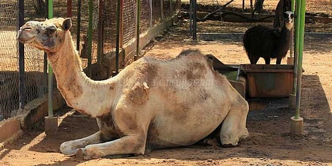 வெனிசுலாவில் உணவுக்காக திருடப்படும் விலங்குகள்