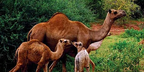 குர்பானிக்காக பசு, காளைகளை வெட்டினால் குண்டர் சட்டம்!