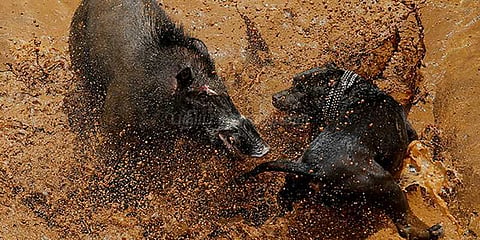 நாய்கள், பன்றிகள் சண்டையிடும் வினோத போட்டி