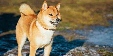 நாய், பூனைக்கு ரூ.250, எருமை, குதிரைக்கு ரூ.500: பஞ்சாபில் இதற்கும் வரி!