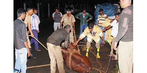 கழிவுநீர் கால்வாயில் விழுந்த மாடு பத்திரமாக மீட்பு