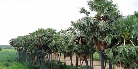 கடலூரில் 40,000 பனை விதைகள் விதைக்கும் பணி தொடங்கியது