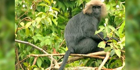 சிங்கவால் குரங்குகளை பாதுகாக்க வன உயிரின ஆர்வலர்கள் கோரிக்கை