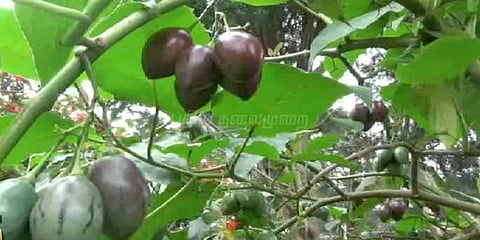 மருத்துவ குணமிக்க டமிட்டா பழ சீசன் தொடக்கம்