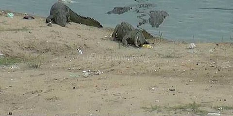 முதலைகளை தேடுவதில் தீயணைப்புத்துறையினர் தீவிரம்