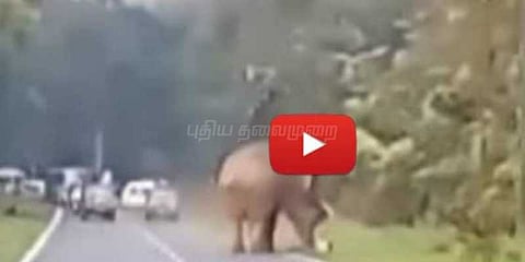 செல்பி எடுக்க முயன்றவரை மிதித்து கொன்ற யானை