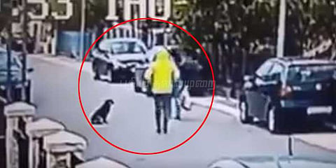 திருடனை துரத்தி அடித்து ஹீரோவான நாய்