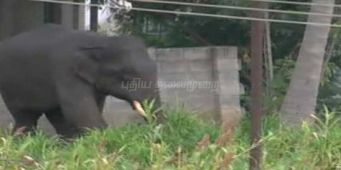 அண்டை வீட்டார் எடுத்த யானை தாக்குதல் வீடியோ