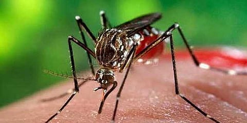 டெங்கு காய்ச்சல் பாதிப்பில் தமிழகம் முதலிடம்.!