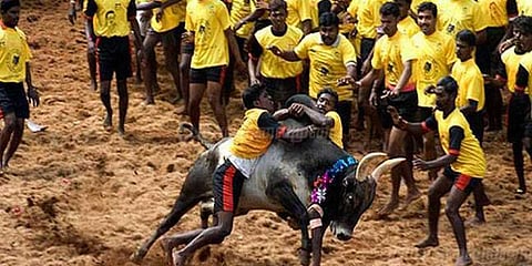 ஜல்லிக்கட்டுக்கு எதிரான வழக்கு அரசியல் சாசன அமர்வுக்கு மாற்றம்