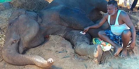 யானையை கருணைக்கொலை செய்யலாம்: நீதிமன்றம் அனுமதி