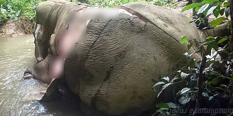 தந்தம் மட்டுமல்ல, தோலுக்காகவும் கொல்லப்படும் யானைகள்!
