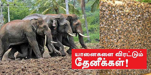 தேனீயை வைத்து யானை விரட்டலாம்: ஆர்வத்தைக் கிளப்பும் ஆப்பிரிக்க நாட்டு ஐடியா