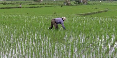 நெல்லுக்கு ஆதார விலை அதிகரிப்பு: மத்திய அமைச்சரவை ஒப்புதல்