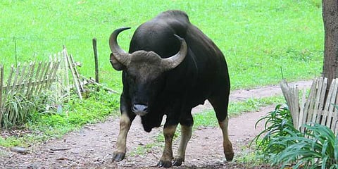 காட்டெருமை தாக்கி ஒருவர் படுகாயம்
