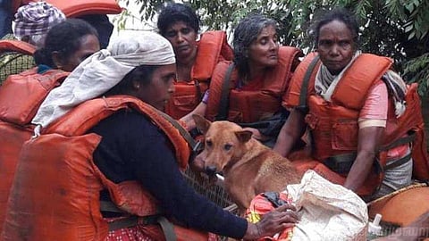 நாய்களை மீட்க தனது உயிரை பணயம் வைத்த சுனிதா !