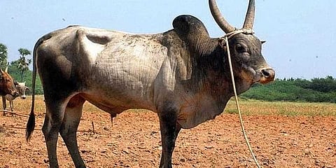 ஜல்லிக்கட்டு காளையின் வயிற்றில் இருந்து 38 கிலோ பிளாஸ்டிக் அகற்றம்