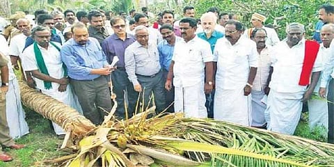 புயலால் விழுந்த மரங்களை நல்ல விலைக்கு விற்க வேண்டுமா? - வேளாண்துறை ஏற்பாடு