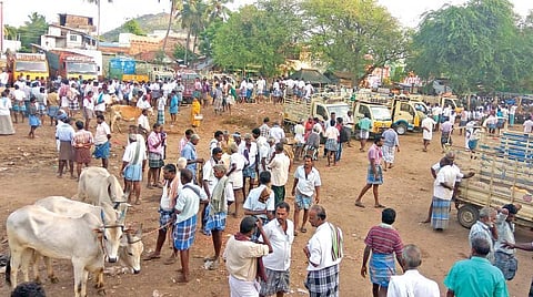 வறட்சி காரணமாக கால்நடைகள் விற்பனை அதிகரிப்பு : விவசாயிகள் வேதனை
