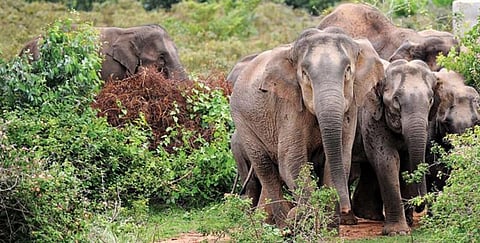 யானைகள் பற்றி அதிகம் அறியப்படாத அரிய பத்து செய்திகள்