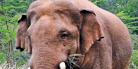 சின்னதம்பியை விரட்ட வந்தது கும்கி யானை சுயம்பு !