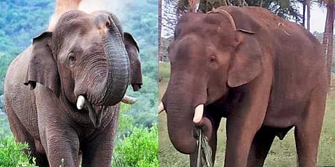 பிடிபட்டது சின்னதம்பி யானை !