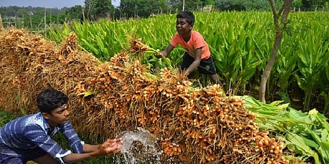 புவிசார் குறியீடு அந்தஸ்தை பெற்ற ஈரோடு மஞ்சள்!