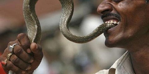 கடித்த பாம்பை திரும்ப கடித்து கொன்ற 70 வயது முதியவர் பலி
