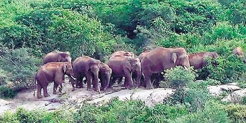 ஓசூர் அருகே யானைகள் தஞ்சம் ! பீதியில் கிராம மக்கள்