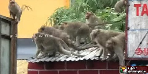 ஏரியா பிரச்னை: சண்டையிட்டுக் கொண்ட குரங்கு கூட்டம் - வீடியோ