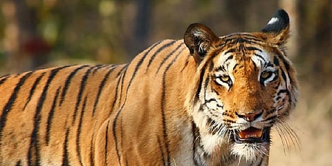தமிழகத்தில் புலிகளின் எண்ணிக்கை 250 ஆக உயர்வு - வன ஆர்வலர்கள் மகிழ்ச்சி