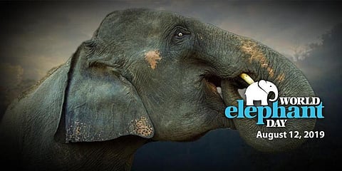 உலகின் உன்னத உயிரினமான யானை !