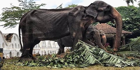 எலும்பும் தோலுமாகவுள்ள யானையை கட்டாயப்படுத்துவதா? - கோபப்பட்ட நெட்டிசன்கள்