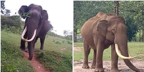 காட்டு யானை இறப்பால் கலங்கி நிற்கும் கிராம மக்கள்...!