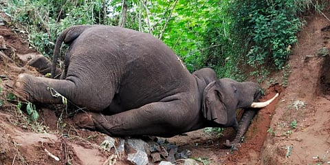 மழையில் சறுக்கி அகழியில் விழுந்த யானை - பரிதாபமாய் உயிரிழப்பு