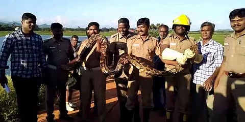 ஆட்டை விழுங்கிய 15 அடி மலைப்பாம்பு - அதிர்ந்துபோன உரிமையாளர்