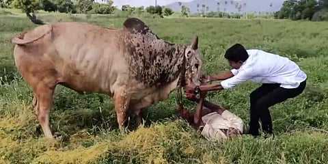 தந்தையை முட்டித்தள்ளிய காளை - போராடி மீட்ட மகன்