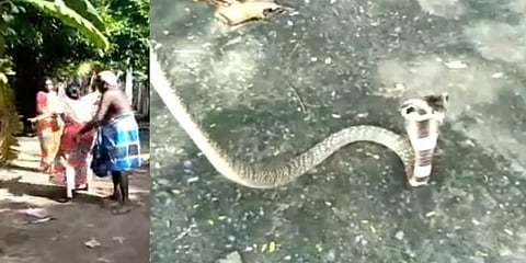 வீட்டிற்குள் புகுந்த நல்ல பாம்பு : பிடிக்கவிடாமல் சாமி ஆடிய பெண்