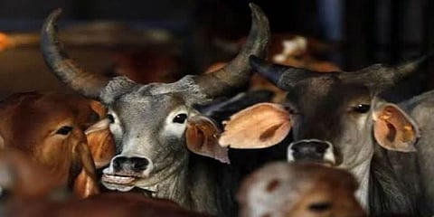துப்பாக்கி உரிமம் பெற பசுக்களுக்கு போர்வை வழங்கிய மக்கள்..!