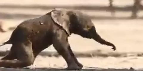 குட்டி யானையின் முதல் நடை - வைரல் வீடியோ