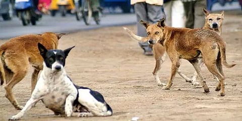 நெல்லையில் வெறிநாய்கள் அட்டகாசம் - மாதம் 800 பேர் சிகிச்சை