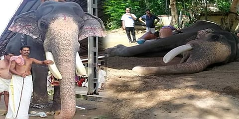 உயிரிழந்தது குருவாயூர் பத்மநாபன் யானை.. கண்ணீர் அஞ்சலி செலுத்தும் மக்கள் !