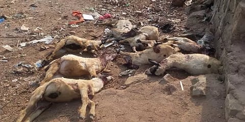 தென்காசி அருகே வெறிநாய் கடித்து 8 ஆடுகள் உயிரிழப்பு