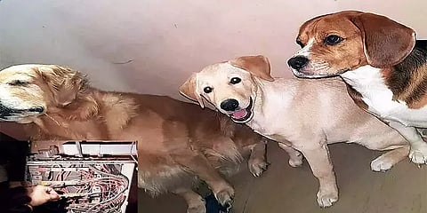 மின்சாரத்தை திருடி நாய்களுக்கு ஏசி போட்ட நபர்: ரூ.7 லட்சம் அபராதம் விதித்த அதிகாரிகள்!