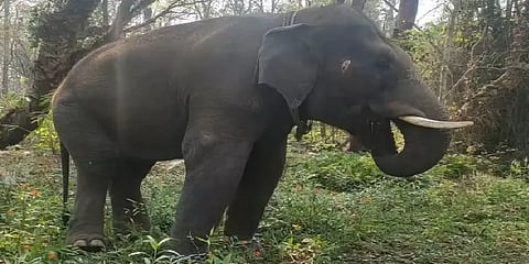 அன்று காட்டுயானை; இன்று கும்கி - கலக்கும் ஸ்ரீநிவாசன் யானை!