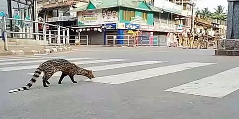 மக்கள் நடமாட்டமில்லா கேரளா - சாலையில் சுற்றித்திரியும் அரியவகை "புனுகுப்பூனை"