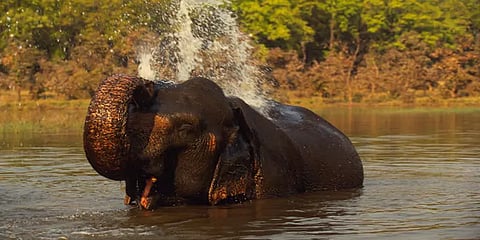 சறுக்கு மரம் விளையாட்டைப் போல சரிவுகளில் இறங்கும் யானைகள் ! க்யூட் வீடியோ